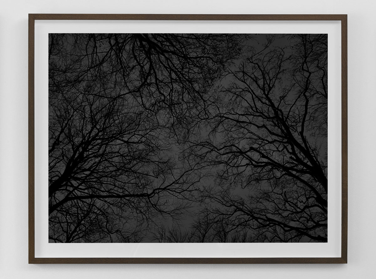 Black and white fine art photography print of bare trees against the sky framed in smoked oak size 80×103 cm