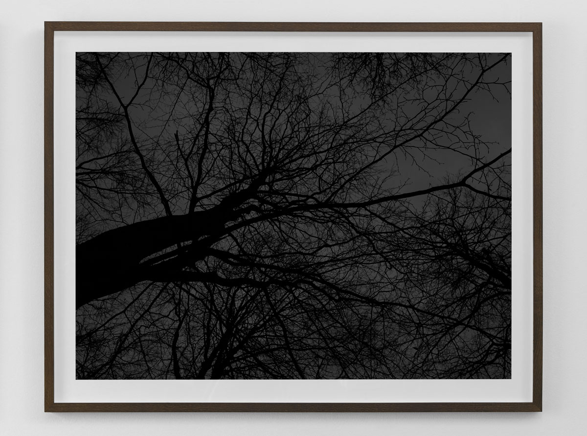 Black and white fine art photography print of bare trees against the sky framed in smoked oak size 80×103 cm nr 3