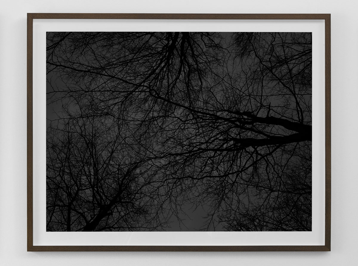 Black and white fine art photography print of bare trees against the sky framed in smoked oak size 80×103 cm nr 4