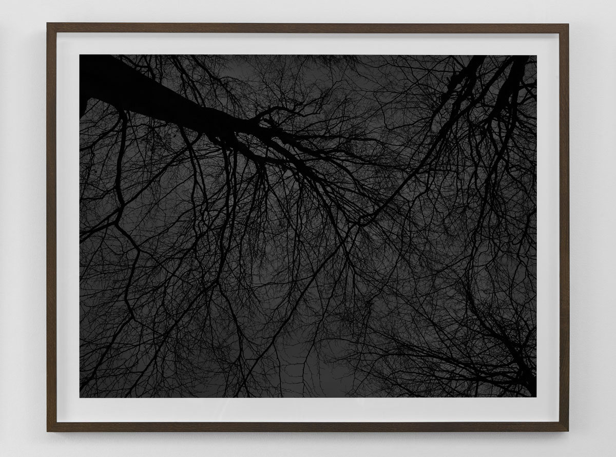 Black and white fine art photography print of bare trees against the sky framed in smoked oak size 80×103 cm nr 2