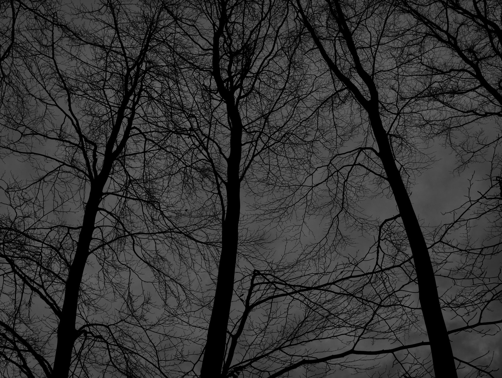 Dark black bare trees 06