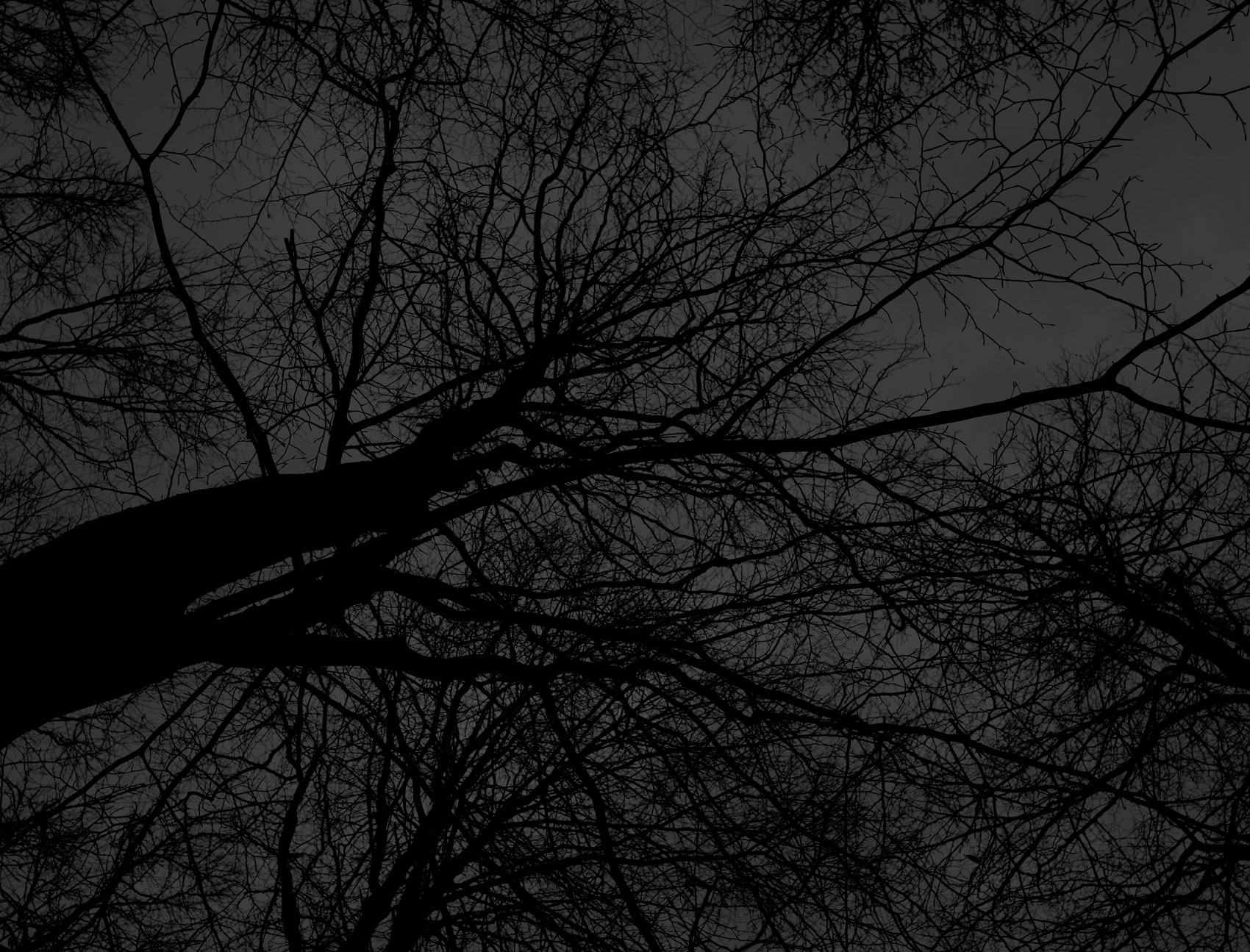 Dark black bare trees 05