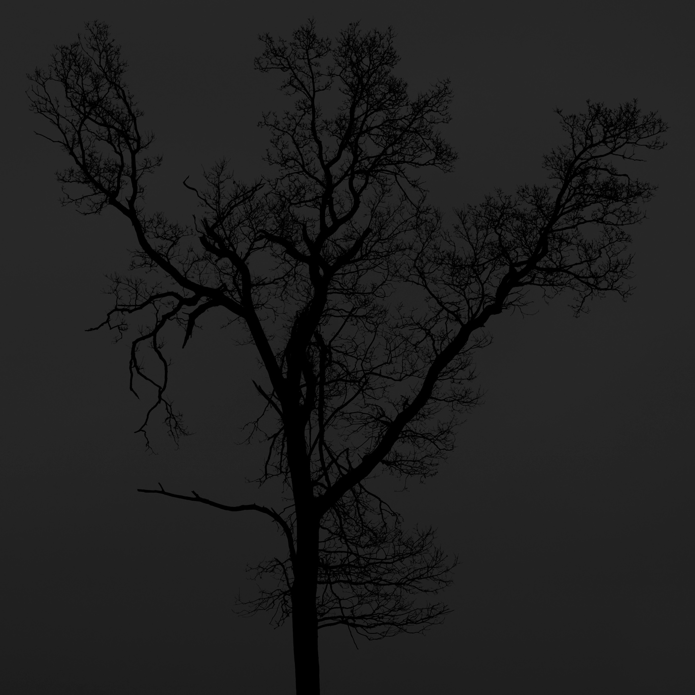 Black-dark-trees-winter-woods-black-white-copyright-photographer-Kenneth-Rimm-9b