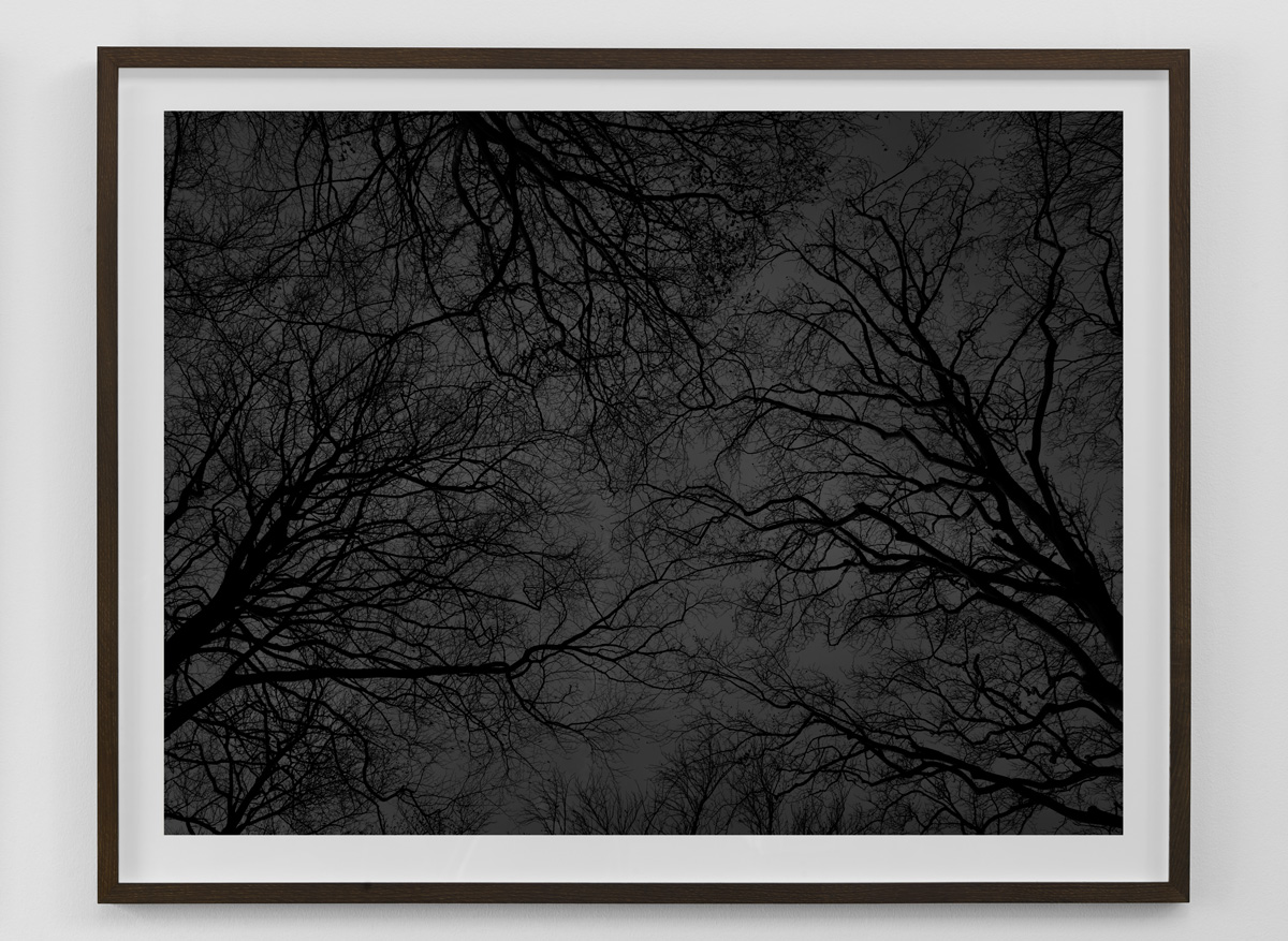 Fotokunst i sort hvid af mørke bladløse træer i silhuet fra serien Black Forest af kunstfotograf Kenneth Rimm indrammet