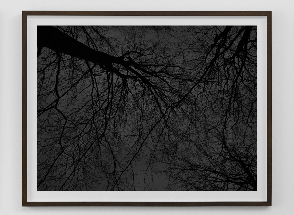 Sort hvid fotokunst af mørke nøgne træer i silhuet fra serien Black Forest af kunstfotograf Kenneth Rimm indrammet