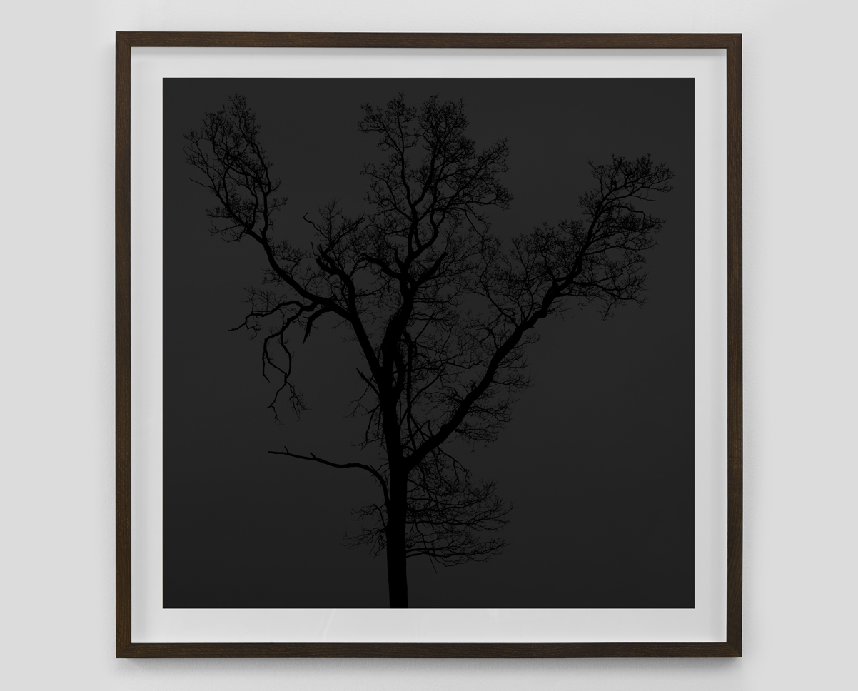 Sort hvid fotokunst fra serien Black Forest af nøgne træer i silhuet af fotograf Kenneth Rimm